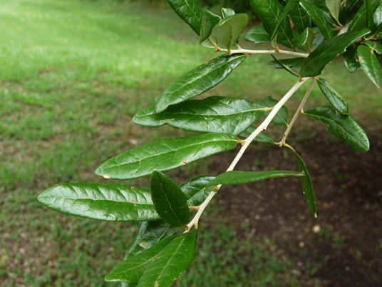 {Quercus virginiana}